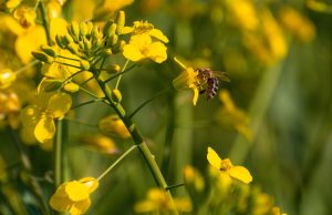 Cardarine: Performans Artışı ve Yağ Yakımı için Güçlü Bir Destek adipoturkiye4