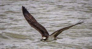 Dünyanın En Büyük Araba Üreticileri 2023 world s largest car manufacturers