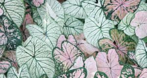 Tüplü Kırlangıç Otu Fidanı, Yerli Üretim ve Süper Negin Organik Safran: Doğadan Gelen Değerlerin Gücü ervabotanik6