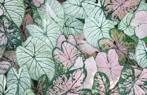 Tüplü Kırlangıç Otu Fidanı, Yerli Üretim ve Süper Negin Organik Safran: Doğadan Gelen Değerlerin Gücü ervabotanik6