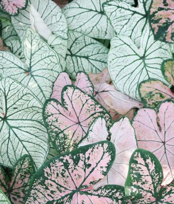 Tüplü Kırlangıç Otu Fidanı, Yerli Üretim ve Süper Negin Organik Safran: Doğadan Gelen Değerlerin Gücü ervabotanik6